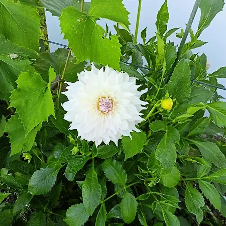 Pod Dębami * Boleslawiec (Lower Silesia)