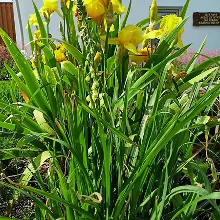 Pod Debami B&B 볼레스와비에츠