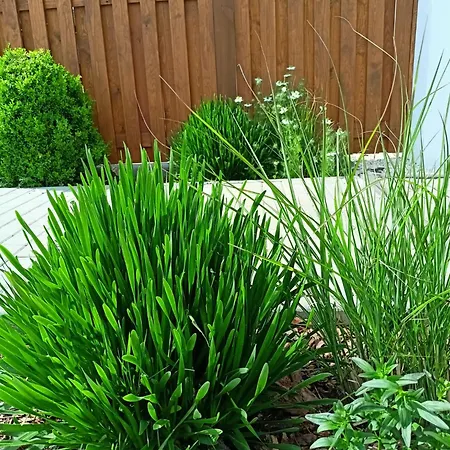 B&B Pod Debami 볼레스와비에츠