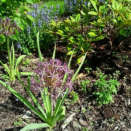 Pod Debami 볼레스와비에츠