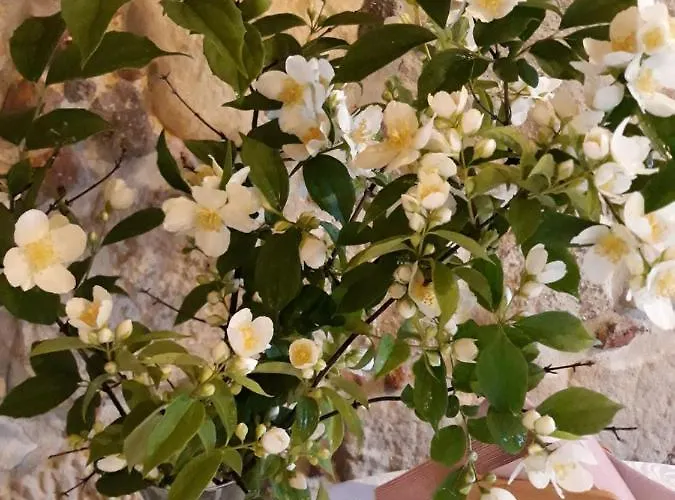 Oda ve Kahvaltı Pod Debami