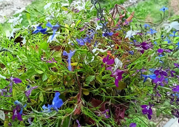 Oda ve Kahvaltı Pod Debami 3*