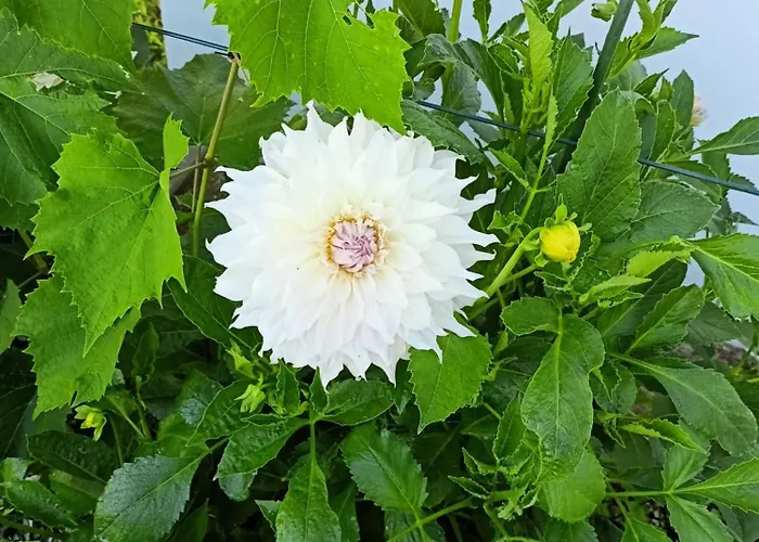 Pod Debami 3* Boleslawiec (Lower Silesia)