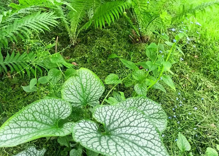 Pod Debami Oda ve Kahvaltı 3*