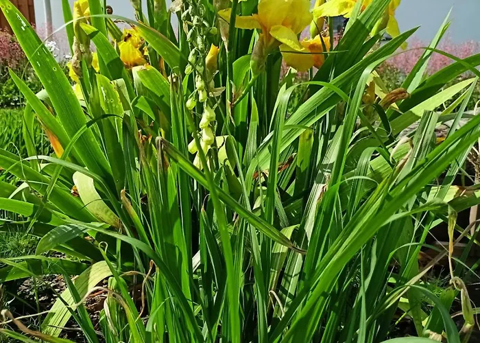 Pod Debami Oda ve Kahvaltı Boleslawiec (Lower Silesia)