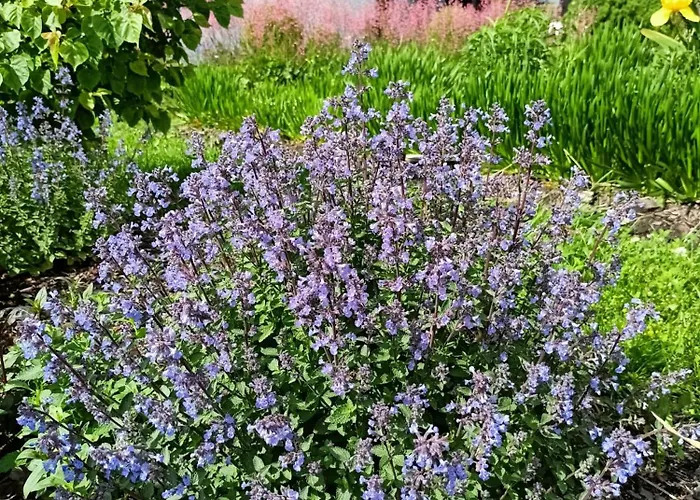 Pod Debami Oda ve Kahvaltı