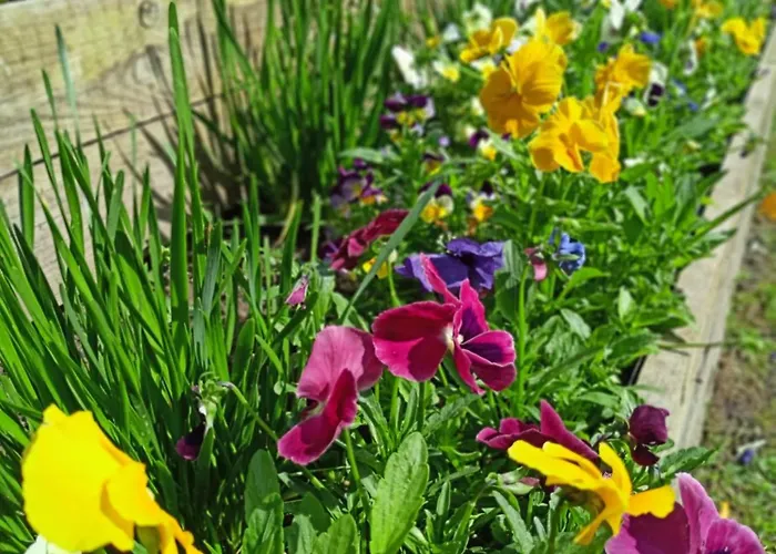 Oda ve Kahvaltı Pod Debami